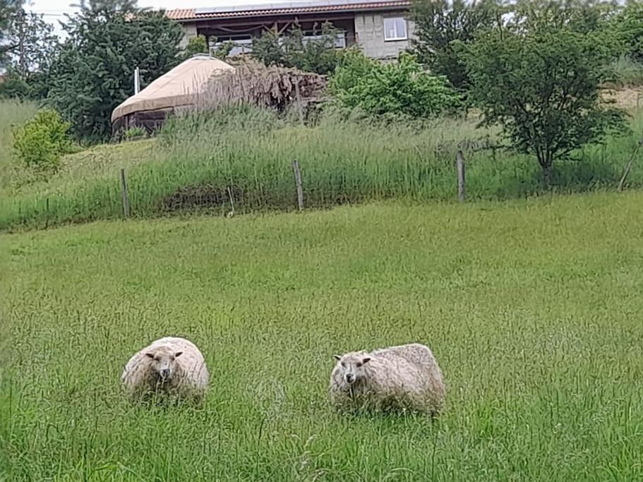 Charmante Yourte Contemporaine Carmaux Bagian luar foto